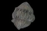 Wide Enrolled Flexicalymene Trilobite - Mt Orab, Ohio #137496-1